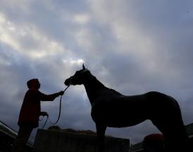 Sprint Cup Haydock tips