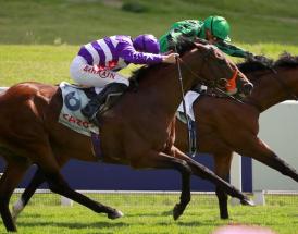 Racing statistics Savills Chase