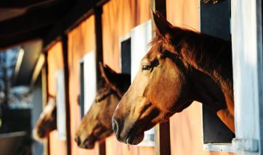 Kempton King George VI Chase